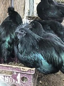 12+Extra Fertile Hatching Eggs Bloodline Ayam Cemani Greenfire Farms
