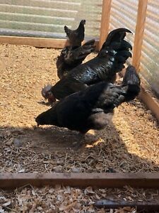 4+ Rare Ayam Cemani Fertile Hatching Eggs