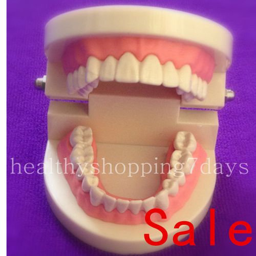 2015 sale! dental dentist flesh pink gums standard teeth tooth teach model for sale