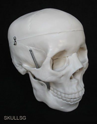 Premium Human Skull Model