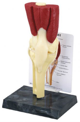 NEW Anatomical Human Muscled Knee Model