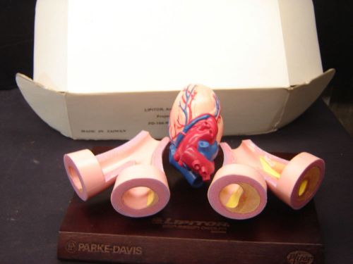 Lipitor Heart Blood Arteries Medical Display Model