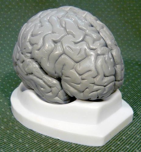 Grey Brain 3-Part Model teaching human anatomy