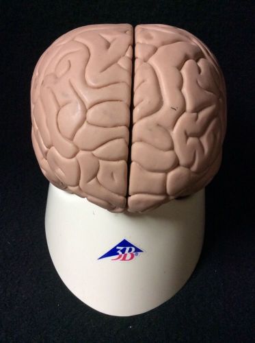 3B Scientific - C15 Human Brain Anatomical Model, 2 part (C 15)