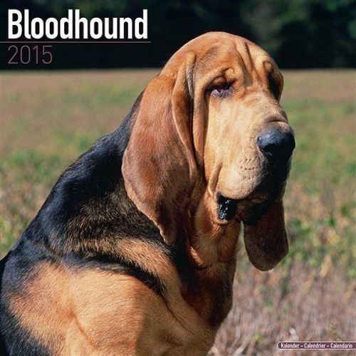 New 2015 bloodhound wall calendar by avonside- free priority shipping! for sale
