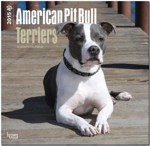 2015 American Pit Bull Terriers 2015 Wall Calendar - 12x12 - NEW