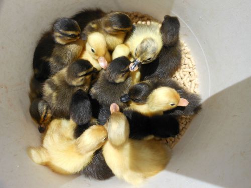 Call Duck Eggs 12+++  hatching. from Small calls ducks &amp; crested