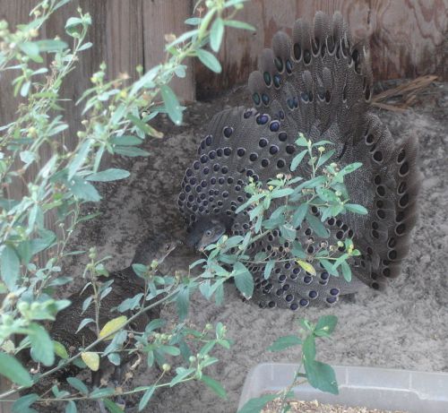 Two Grey Peacock Pheasant hatching eggs- already laying,  pre-sale