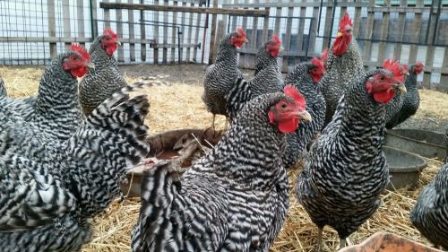 12+  Pure Bred  Barred rock hatching eggs