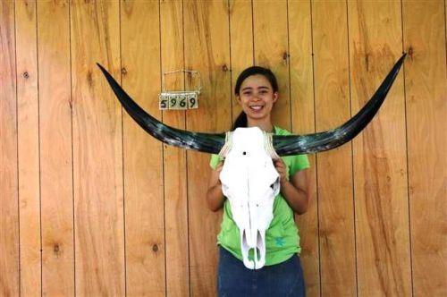 Steer skull long horns 3&#039; 9&#034; cow bull skulls horn h5969 for sale