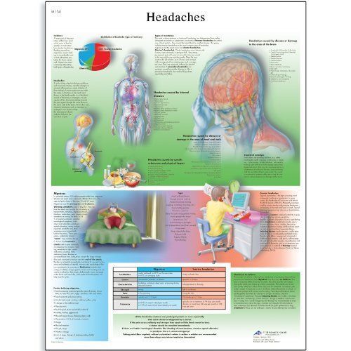 3b scientific vr1714l glossy uv resistant laminated paper headaches anatomical c for sale