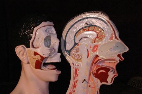 Anatomical model head