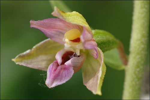 Fresh genuine epipactis &#034;helleborine&#034; orchid (20+ premium seeds) l@@k!!!! for sale