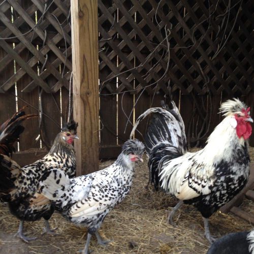 Silver and red spangled German Spitzhauben, Rare hatching eggs 6+