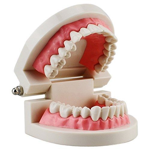 Carejoy? Dental Dentist Adult Standard Typodont Demonstration Teeth Teaching