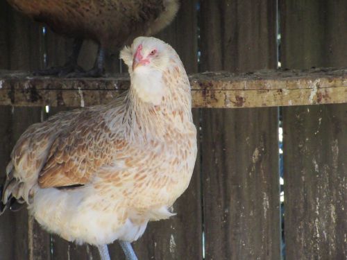 12+ Easter Egger Large Fowl Fertile Hatching Eggs.....Npip