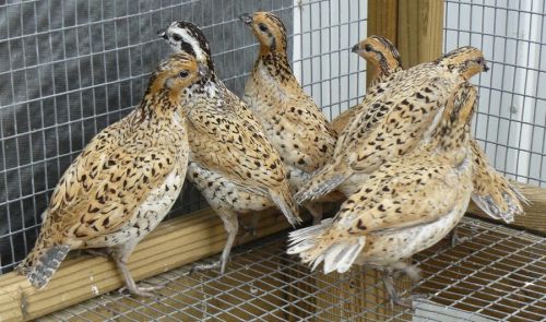 50 Tennessee Red, Georgia Giant &amp;Mexican Speckled BOBWHITE QUAIL HATCHING EGG