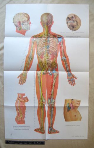 French Acupuncture Chart #4 w/ Skull Image 25.5&#034; X 41.75&#034;
