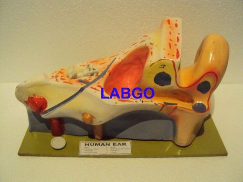 HUMAN EAR MODEL  LABGO ( Free Shipping )