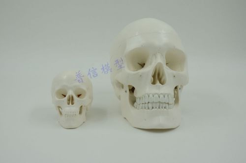 Professional Full Size Human+High Simulation Mini Size Classic Human Skull Model