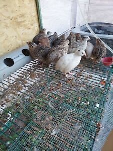 10+Assorted Coturnix Jumbo Quail Hatching Eggs-Rare Colors .FREE SHIPPING!