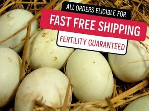 12 Pure Pekin / Pure Welsh Harlequin / Cross Mixed Fresh Fertile Hatching Eggs