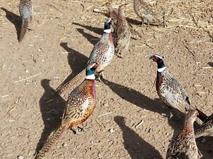 12 Pheasant Ringneck eggs - hatching eggs