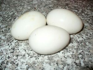 3+ pure Extra breed African geese Hatching eggs no returns or replacements