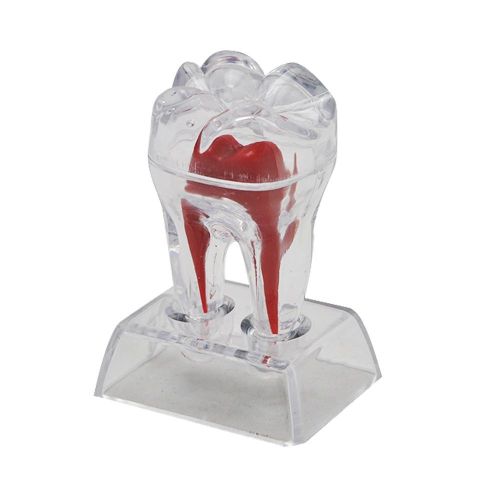 NEW Dental Crystal Base Hard Plastic Teeth Tooth Molar Model Separable For Study