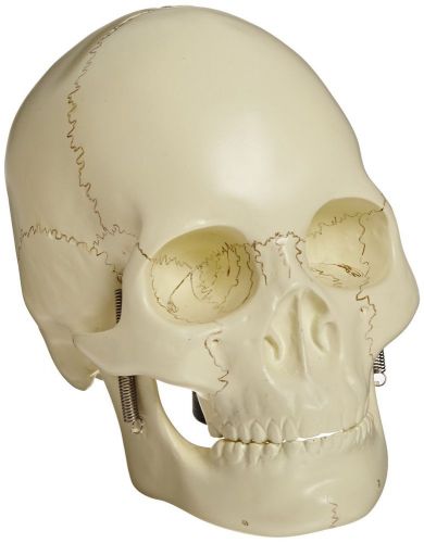 EISCO Basic Human Skull Model, 2 Parts