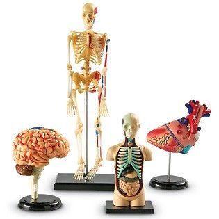 Children&#039;s anatomy model set of four -heart, body, brain, skeleton lfa #l1001 for sale