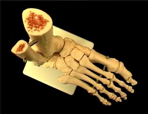 Life Size Human Anatomical Skeleton Foot Joint