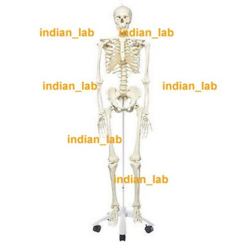 Human Skeleton Anatomical Model Excellent Quality Free Shipping HSAM0786