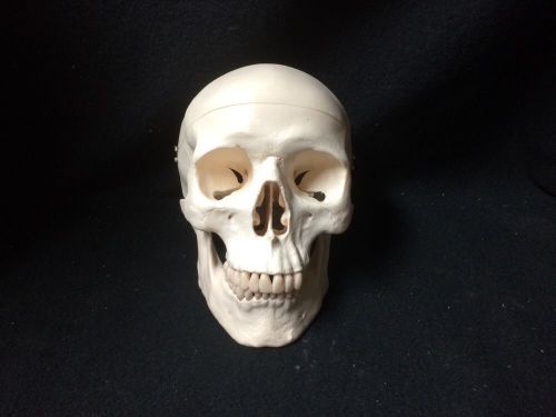 3b scientific - a20 classic human skull anatomical model, 3 part (a 20) for sale