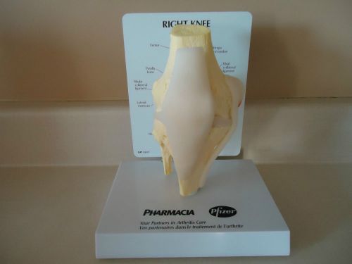 FUNCTIONAL PFIZER RIGHT KNEE-TEACHING MODEL-DOCTOR OFFICE DISPLAY-ANATOMICAL-L46