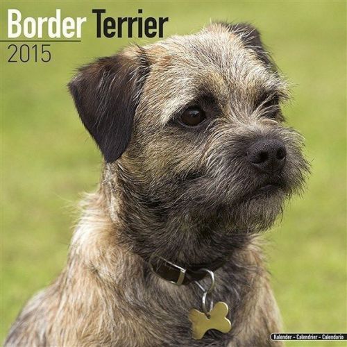 New 2015 border terrier wall calendar by avonside- free priority shipping! for sale