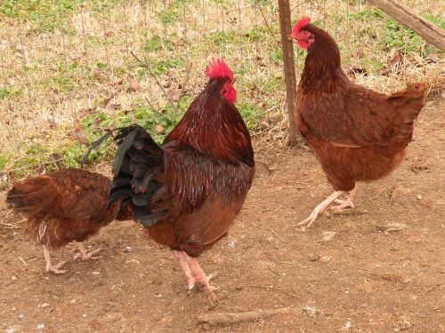 18 Rhode Island Red Chicken Hatching Eggs