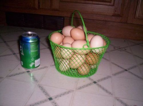 New round  GREEN Rubber Coated Wire Egg Basket for chicken eggs