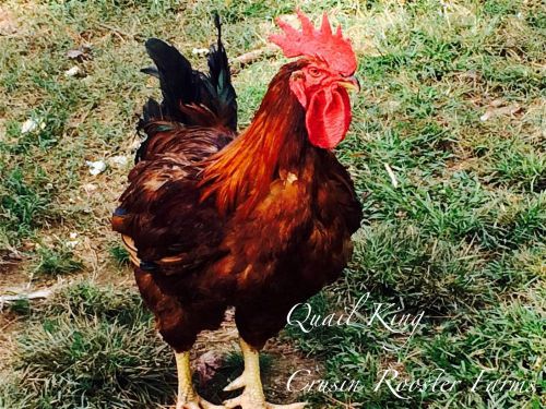 6+ red ranger chicken (broiler) hatching eggs for incubation free shipping! for sale