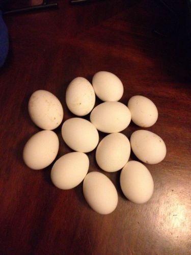 12+ pure white leghorn hatching eggs