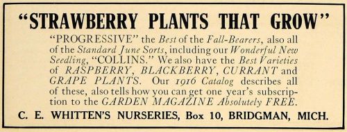 1916 Ad C E Whitten&#039;s Nurseries Strawberry Plants Sale - ORIGINAL GM1