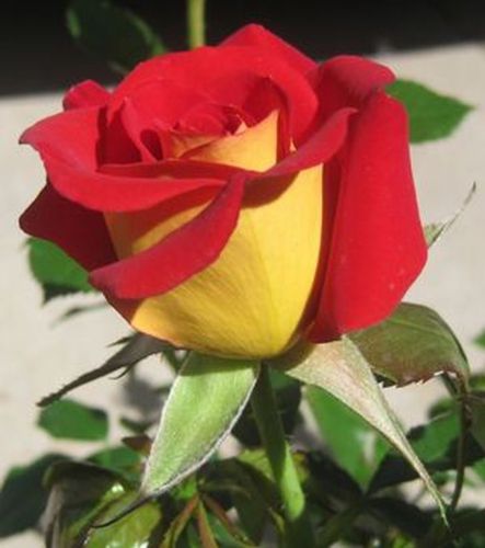 Fresh Rare KETCHUP &amp; MUSTARD ROSE (5 Seeds) Beautiful Striped Roses..WOW!!!!!!