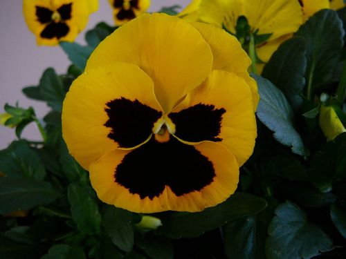 SALE,,,Fresh Beautiful Yellow  Pansy (20+ Seeds) House or Bedding Plant
