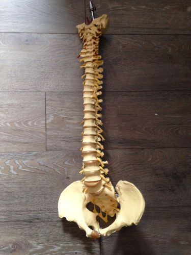 Used human spine vertical column anatomy model prop