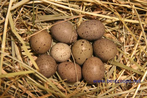 15+ Button Quail Hatching Eggs *Assorted Colors*