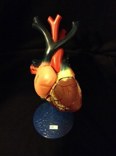 ESP - Giant Flexible Human Heart Anatomical Model (ZKJ-642-W) w/blue stand