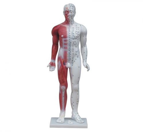 Acupuncture Model - Large Male 84cm Tall