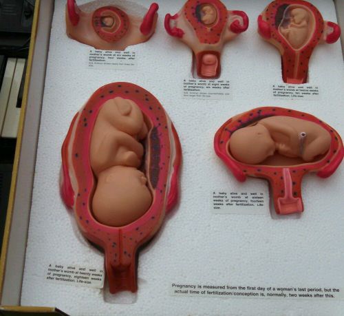 Fetus Development Pregnancy Model set  HOW YOU BEGAN