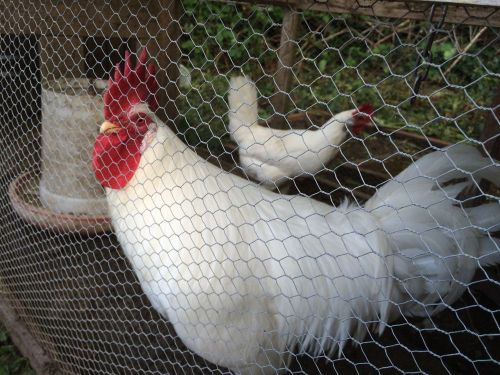 Lot Of 12 Pure Bred White Leghorn Hatching Eggs