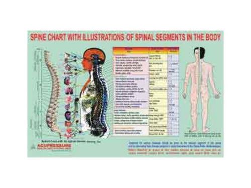 Spine Chart - Spinal Segments Quick Study Academics Teaching Educational